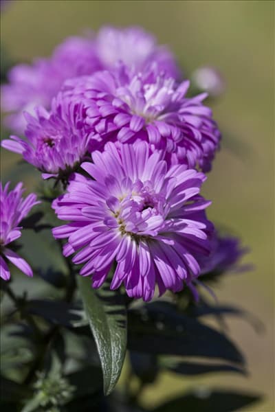 Aster 'Victoria'®