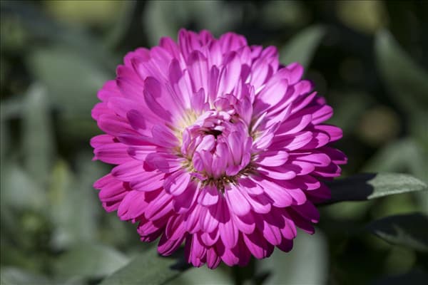 Aster 'Victoria'®
