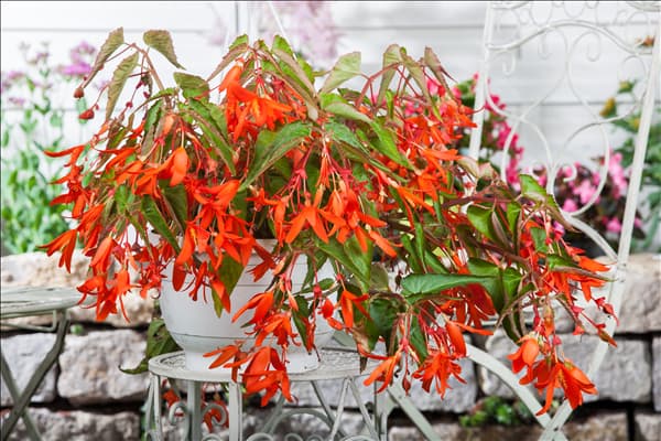 Begonia boliviensis