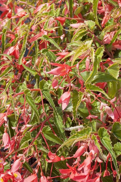 Begonia boliviensis