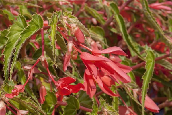Begonia boliviensis
