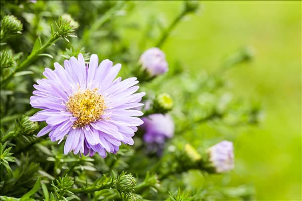 Aster dumosus