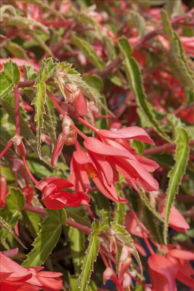 Begonia boliviensis
