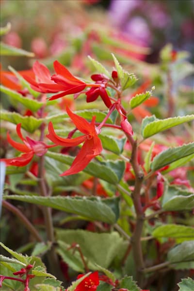 Begonia boliviensis