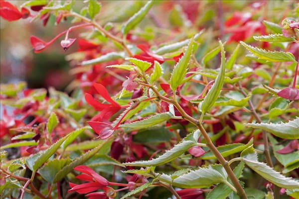 Begonia boliviensis