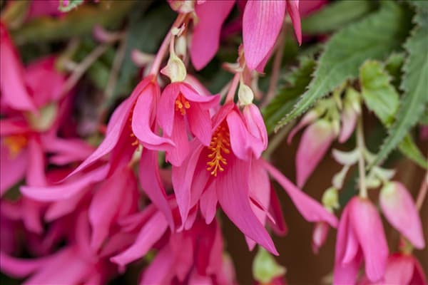 Begonia boliviensis