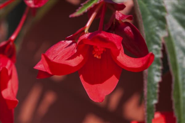 Begonia boliviensis