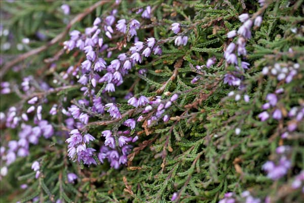 Calluna vulgaris