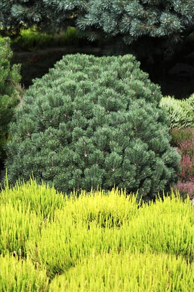 Calluna vulgaris