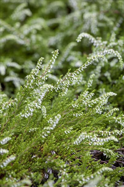Calluna vulgaris