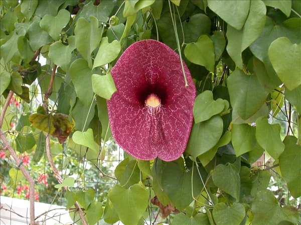 Aristolochia elegans