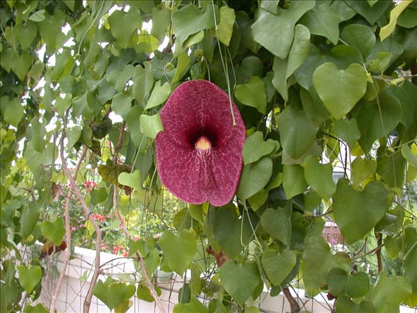 Aristolochia elegans