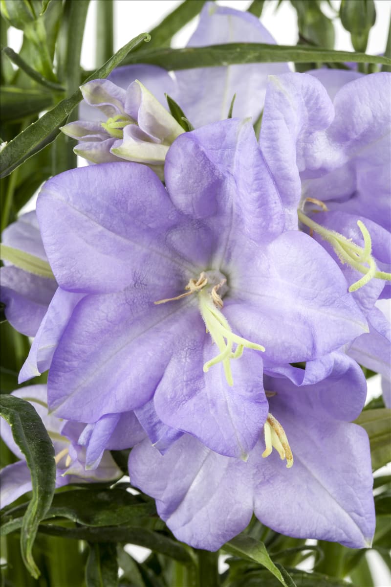 Campanula persicifolia, blau