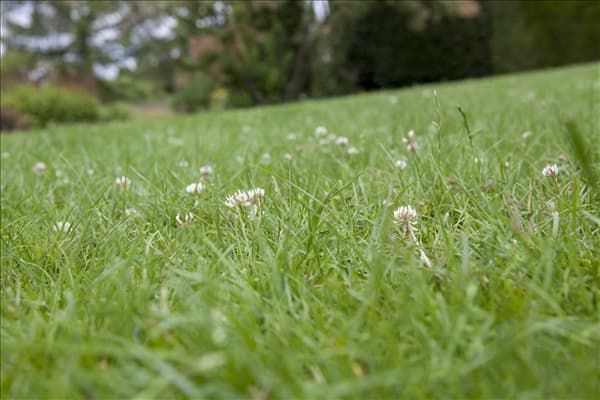 Rasen