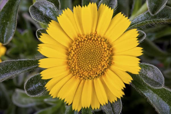 Asteriscus