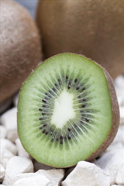 Actinidia chinensis