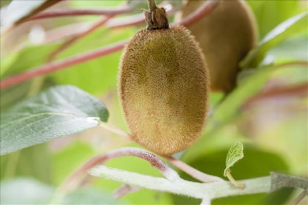 Actinidia chinensis