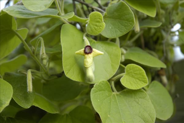Aristolochia tomentosa