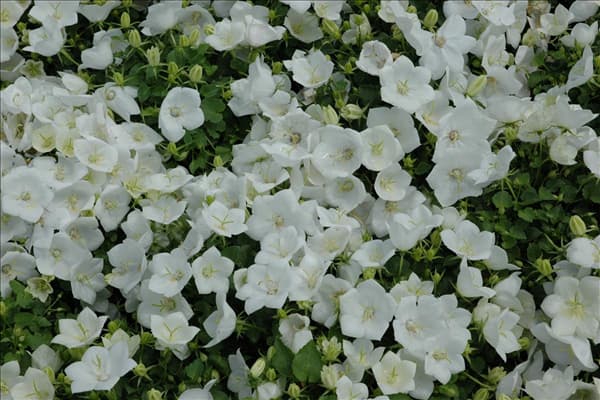 Campanula persicifolia, weiß