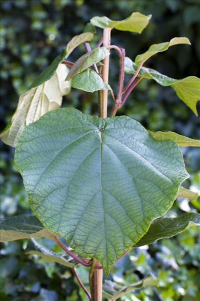 Actinidia chinensis 'Atlas'