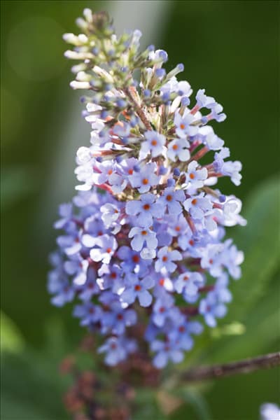 Buddleja davidii BUZZ™ 'Improved Sky Blue'