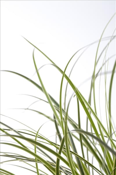 Carex brunnea