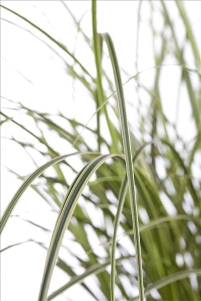 Carex brunnea
