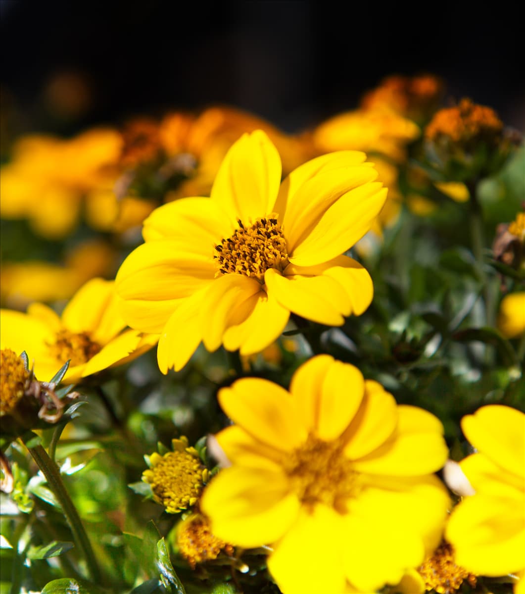 Bidens, gelb