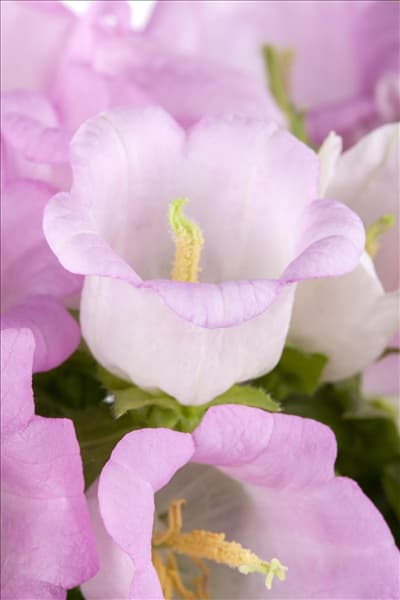 Campanula medium, rosa