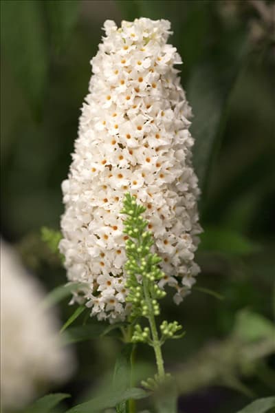 Buddleja davidii