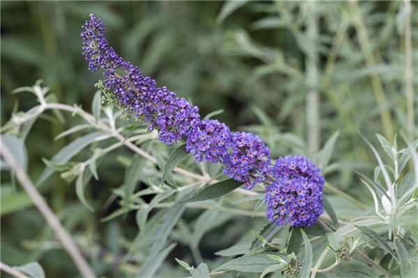 Buddleja davidii 'Nanho Blue'