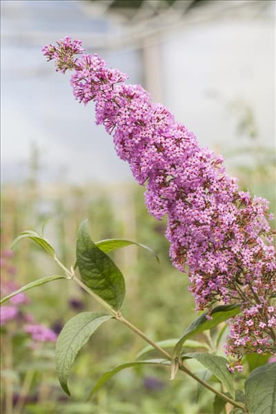 Buddleja davidii 'Pink Delight'