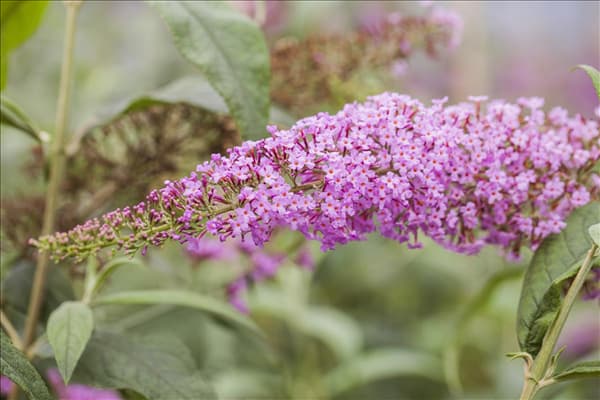 Buddleja davidii 'Pink Delight'