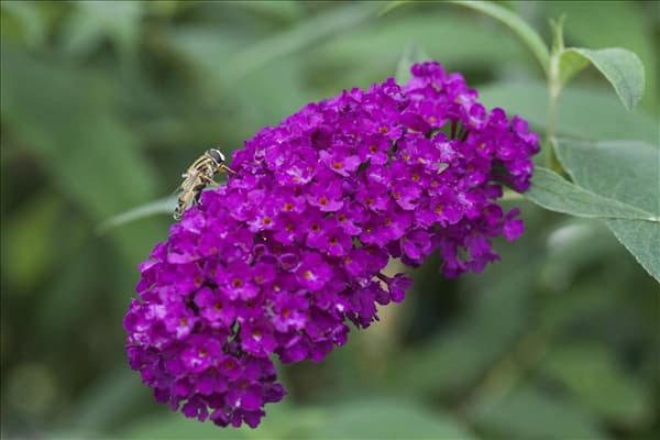Buddleja davidii 'Royal Red'