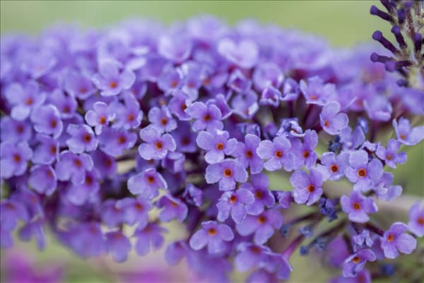 Buddleja davidii