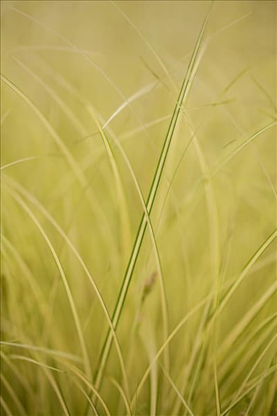 Carex brunnea 'Jenneke'