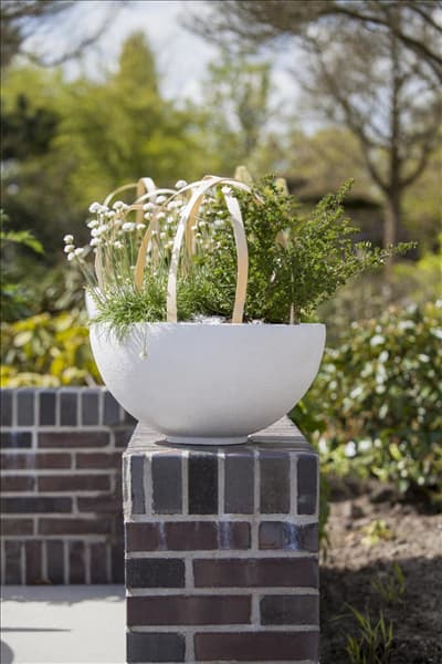 Armeria maritima 'Alba'
