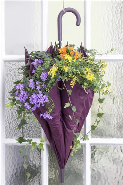 Campanula portenschlagiana