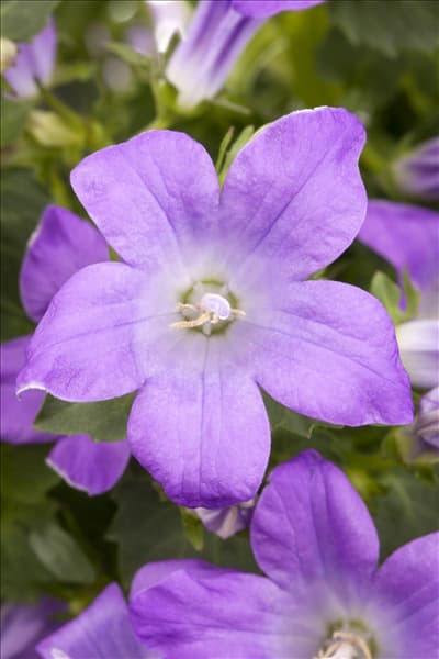 Campanula portenschlagiana