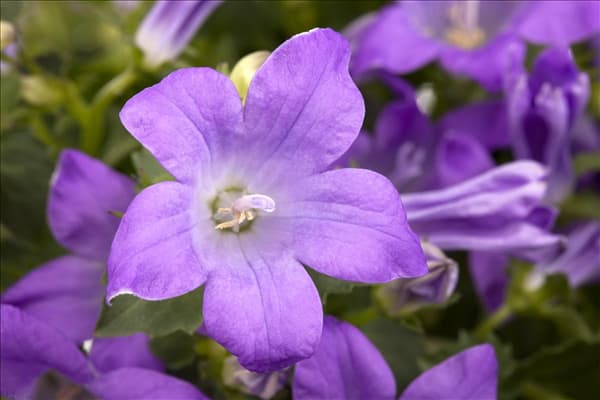 Campanula portenschlagiana