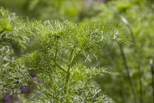Anethum graveolens