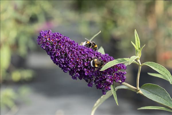 Buddleja davidii 'Black Knight'