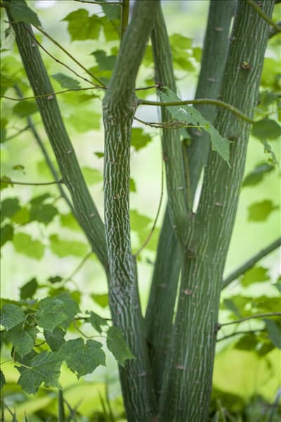 Acer davidii