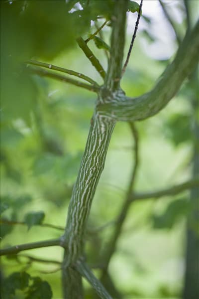 Acer davidii