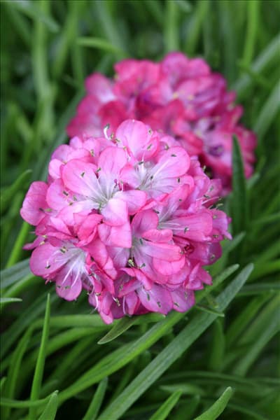 Armeria maritima 'Armada Rose'