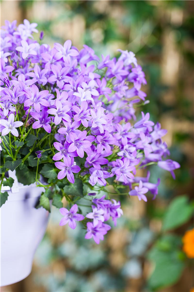 Campanula portenschlagiana