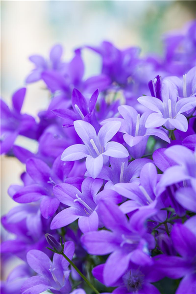 Campanula portenschlagiana