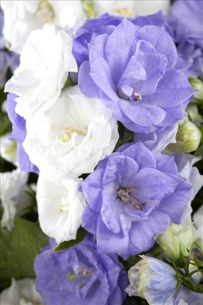 Campanula portenschlagiana 'Bali'