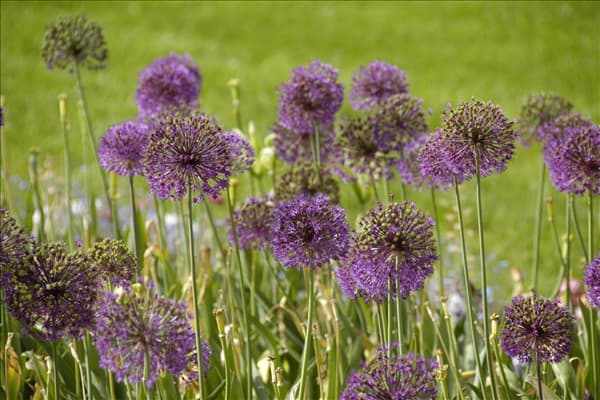 Allium giganteum