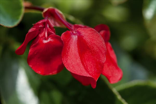 Begonia 'Dragon Wing Red'